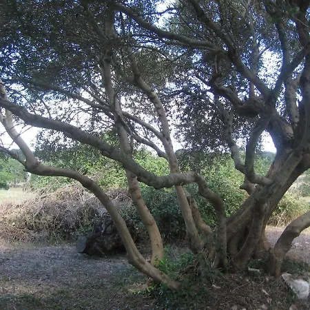 Holiday home Masseria Del Fico In Valle D 'itria Martina Franca